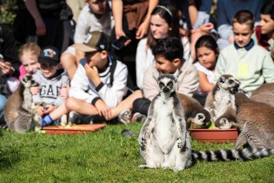actividades para niños en sendaviva